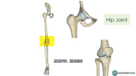 股骨-骨骼解剖 股骨(femur)又名大腿骨、髀骨、楗……_新浪新闻