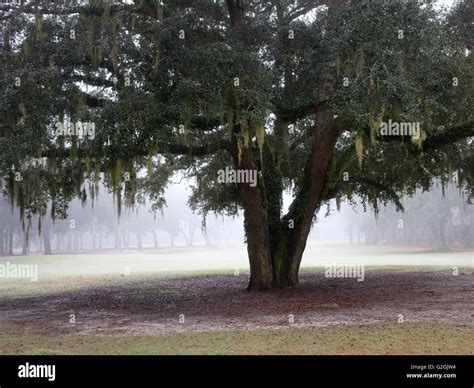 Spanish moss, oak tree hi-res stock photography and images - Alamy