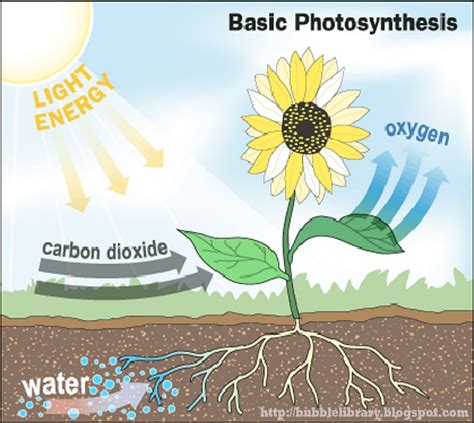 B u B b L e L i B R A R Y: What is photosynthesis?