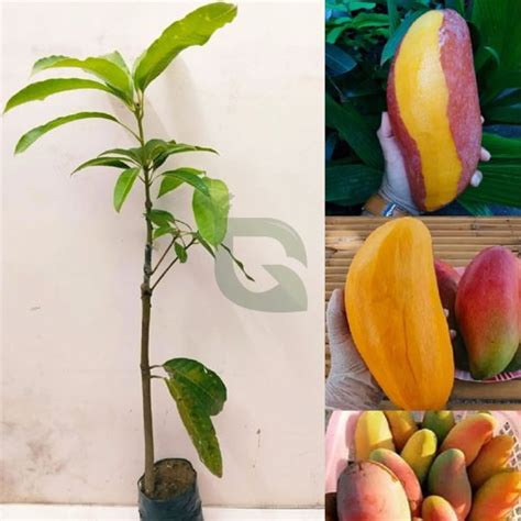 Red Ivory Thailand Mango Grafted Live Plant – Jumbo Sweet Mango Tree