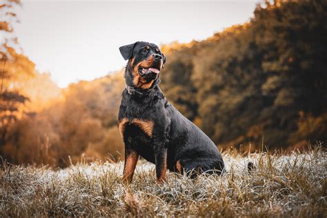 200 Rottweiler Names for Your Big Boy or Girl