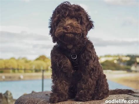 Image result for Dogs 101 Cockapoo