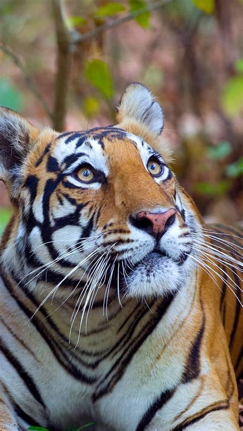 Bengal Tiger Bing Wallpaper 的图像结果