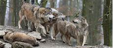 Wallpaper Wolf Pack Images by The Wolf Pack Sharp Teeth And Strong Family Units Wallpaper Wolf Pack Images