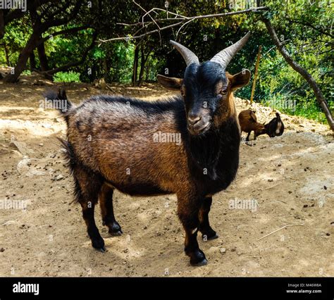 African pygmy goat Stock Photo - Alamy