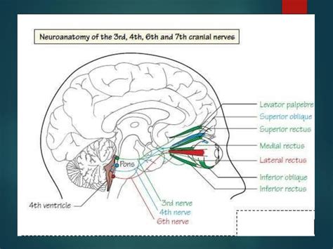 SOLUTION: Cranial nerve palsies - Studypool