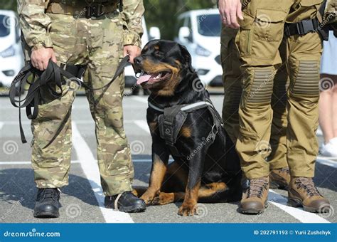 Rottweiler Police Dog