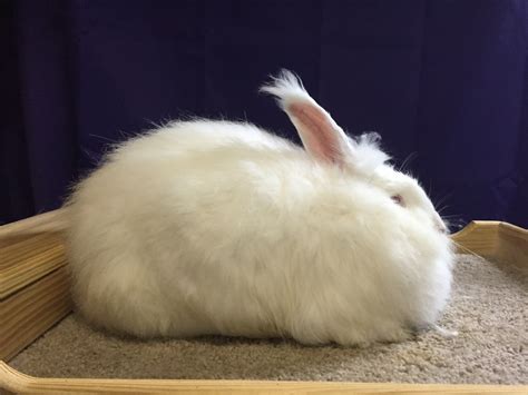 Giant Angora Rabbits – Hickory Hill Fiber Farm