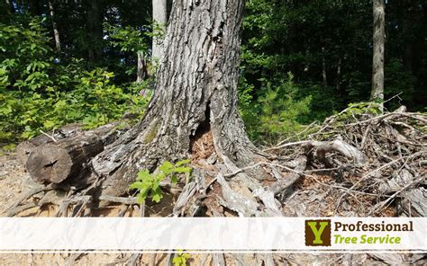 Image result for Signs of Root Rot in Trees