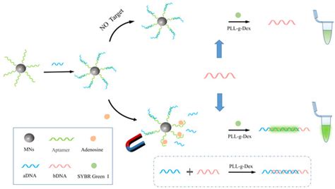 Enzyme-Free Signal Amplification Strategy via Chaperone Copolymer ...