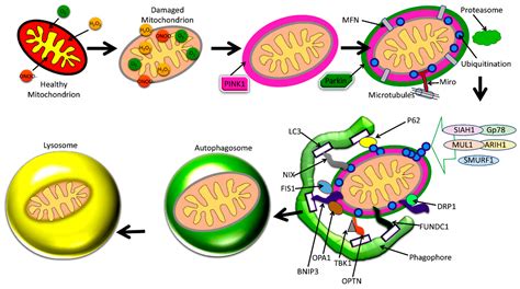 Amyloid Beta and Phosphorylated Tau-Induced Defective Autophagy and ...