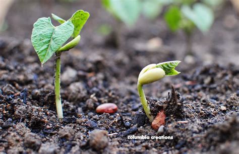 How To Grow Pinto Beans In Michigan at Logan Lovelace blog