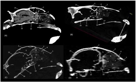 The Bony Nasal Cavity and Paranasal Sinuses of Big Felids and Domestic ...