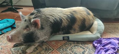 Full Grown Mini Pot Belly Pig