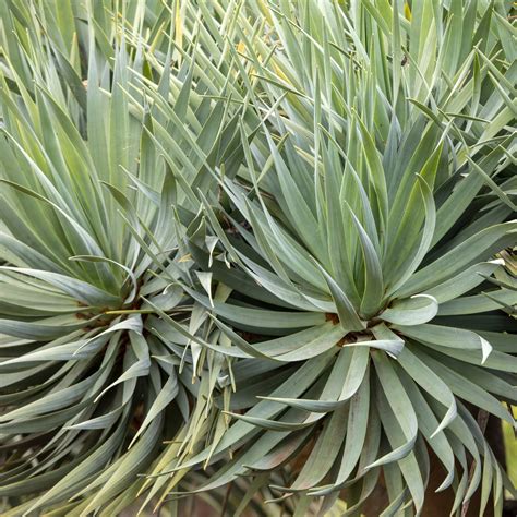 How to grow yucca plants – they're the perfect…