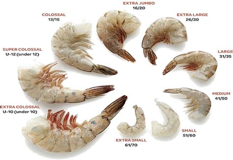 Shrimp Sizes: Everything You Need To Know, 45% OFF