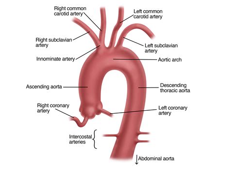 Abdominal Aorta Anatomy
