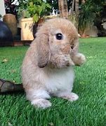 Image result for HD Image of Baby Bunny
