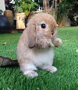 Image result for Fat Baby Rabbit