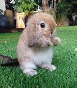 Image result for Super Cute Rabbit