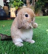 Image result for Brown and White Bunny Had 4 Baby Bunnies