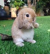 Image result for Cute Little Baby Bunny Eating