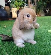 Image result for Sweet Bunny Images