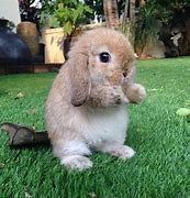 Image result for Baby Bunny Face