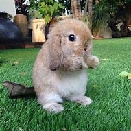 Image result for Sure of a Baby Bunny