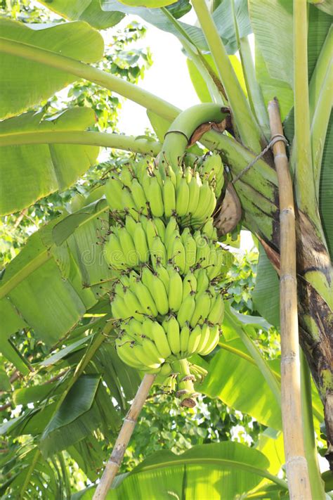 香蕉树 库存图片. 图片 包括有 气候, 庄稼, 食物, 停止, 种植园, 增长, 自然, 聚会所, 户外 - 25494277
