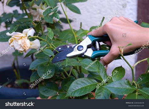 Gardener Pruning Rose Bushes Pruning Roses Stock Photo 2181618159 ...