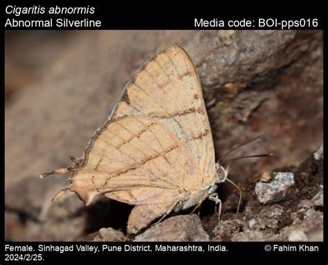 Cigaritis abnormis (Moore, [1884]) - Abnormal Silverline | Butterfly