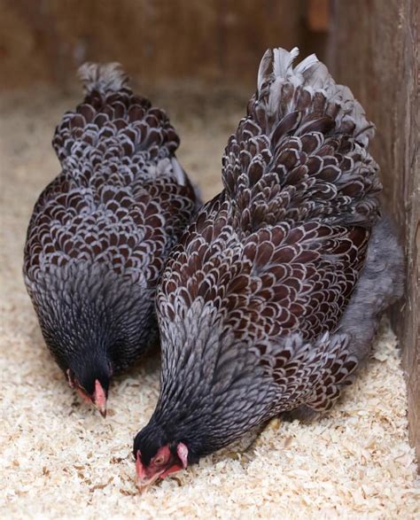 Blue Laced Red Wyandottes | Beautiful chickens, Pet chickens, Laying ...