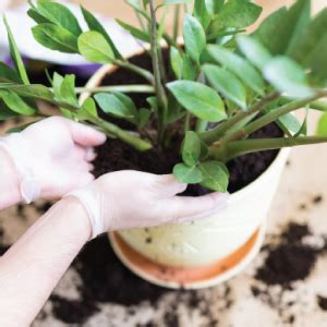 Ugaoo ZZ Plant, Zamia Air Purifer Plant With Self Watering Pot ...