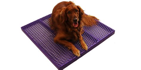 Waterproof Dog Kennel Flooring - Durable & Hygienic | RACS