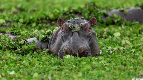 Image result for Hippo vs Python