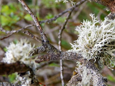 Image result for Pyrography Art