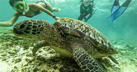 Whale Shark Snorkeling and Swimming with Sardines in Moalboal - Klook India