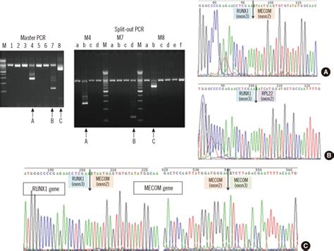 Image result for Reverse Transcriptase PCR