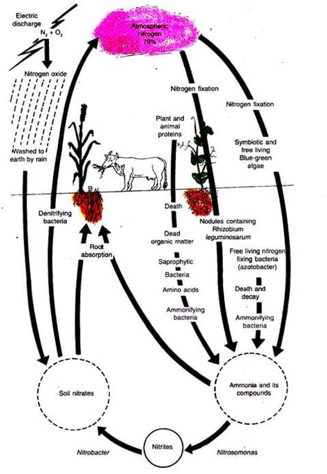 Revision Notes Economic Importance Of Bacteria And Fungi - Biology Class