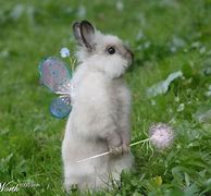 Image result for Cute Bunny Slippers
