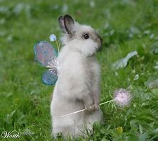 Image result for A Cute Bunny