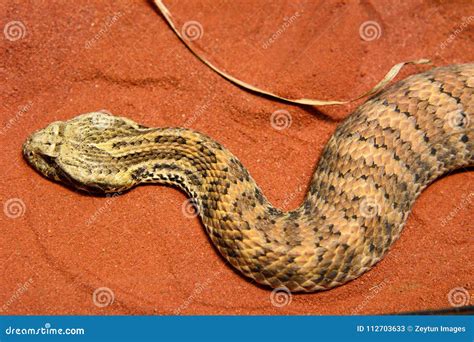 Common Death Adder Acanthophis Antarcticus I Stock Image - Image of animal, endangered: 112703633