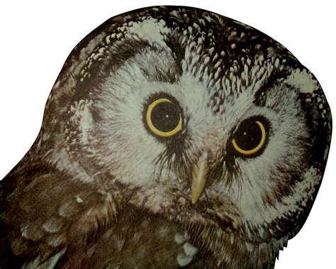 B u B b L e L i B R A R Y: Why can owls see well at night?