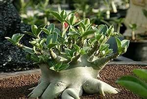 Buy OliverSeeds Adenium Arabicum Mkmk -Pack of 2 Seeds Online at Low ...