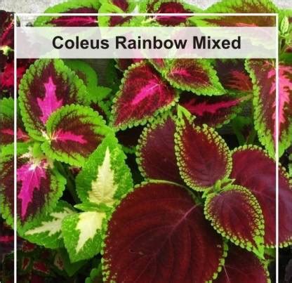 CYBEXIS Coleus Hybrids Seeds Seed Price in India - Buy CYBEXIS Coleus ...