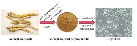 Optimization of Extraction Conditions for Water-Soluble Polysaccharides ...