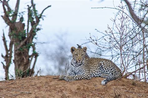 Image result for Snow Leopard Digging Pit