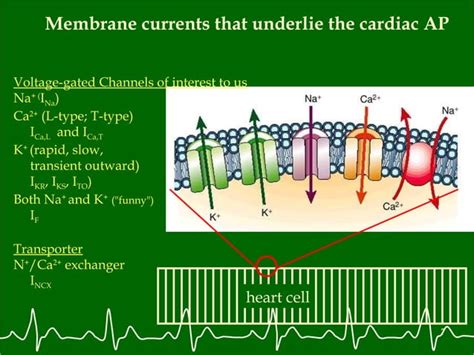 Image result for Understanding Cardiac Current