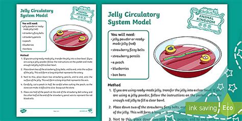 Jelly Circulatory System (teacher made) - Twinkl